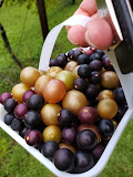 Auman Vineyards