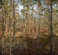 McFadyen Springs